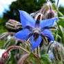 Borage - (Borago officinalis)