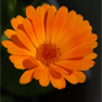 Marigold - (Calendula officinalis)
