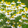 Chamomile - (Matricaria recutita)