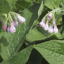 Comfrey - (Symphytum officinale)