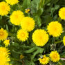 Dandelion - (Taraxacum officinalis)