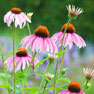 Echinacea  - (Echinacea purpurea)