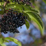 Elderberry - (Sambucus nigra - fructus)