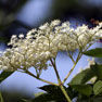Elderflower - (Sambucus nigra - flos)