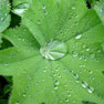 Lady's Mantle - (Alchemilla vulgaris)