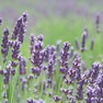 Lavender - (Lavendula angustifolia)