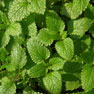 Lemon Balm - (Melissa officinalis)