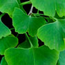 Maidenhair Tree - (Ginkgo biloba)