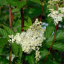 Meadowsweet - (Filipendula ulmaria)