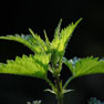 Nettles - (Urtica diocia)