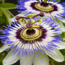 Passion Flower - (Passiflora incarnata)