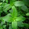 Peppermint - (Mentha piperita)