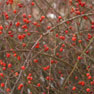 Rose hips - (Rosa spp)