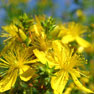 St John's Wort - (Hypericum perforatum)