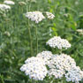 Yarrow - (Achillea millefolium)